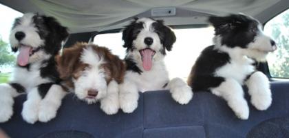 Bearded Collie Welpen VDH/FCI