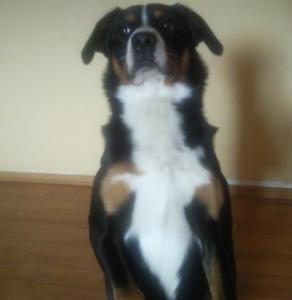 Lieber Appenzeller Sennenhund, Rüde, 1 1/2 Jahre alt