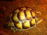 2 Breitrandschildkröten mit Zubehör