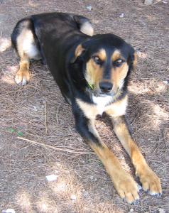 TOPAS - Grosser Hund mit grossem Herz