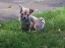Liebevolles Zuhause für unser Chihuahua-Welpen gesucht