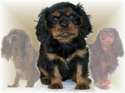 Cavalier King Charles Spaniel welpen VDH / VK Papiere