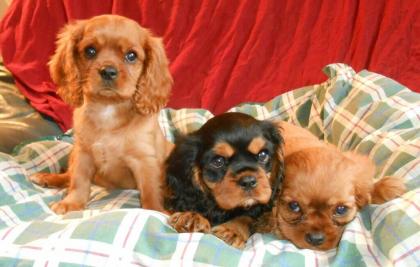 Cavalier King Charles Spaniel welpen VDH / VK Papiere