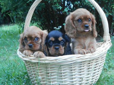 Cavalier King Charles Spaniel welpen VDH / VK Papiere