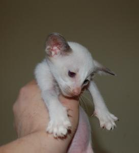 Süße OKH- und Siam-Kitten mit Stammbaum suchen ein Zuhause