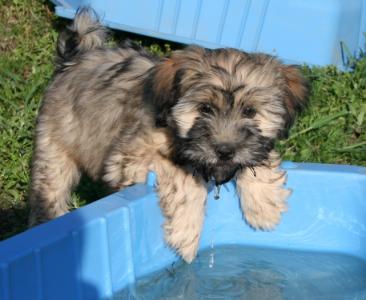 Tibet Terrier Welpen aus einer kontrollierten Hobbyzucht