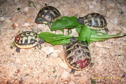 Biete Griechische Landschildkröten THB NZ 2012 vom Züchter