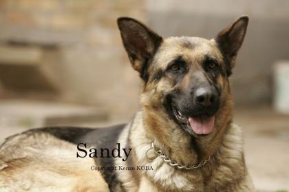 Notfall! Ist Sandys letzter Platz wirklich das Tierheim?