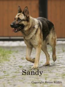 Notfall! Ist Sandys letzter Platz wirklich das Tierheim?