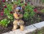 Yorkshire Terrier süßer 12 Wochen mini Rüde black and tan mit Stammbaum
