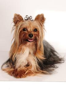 Yorkshire Terrier super mini Deckrüde black and tan sucht liebe Dame