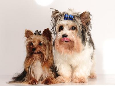 Yorkshire Terrier super mini Deckrüde black and tan sucht liebe Dame