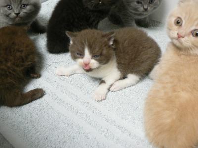 BKH Kitten suchen einen Liebhaberplatz