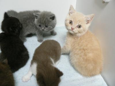 BKH Kitten suchen einen Liebhaberplatz