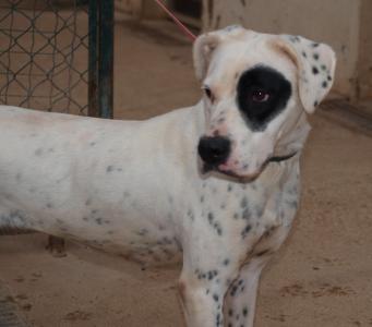 Familienhunde, Tierschutz Andalusien