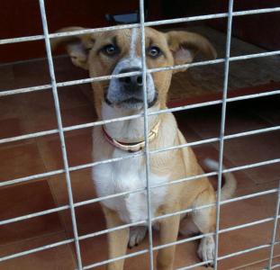 Familienhunde, Tierschutz Andalusien