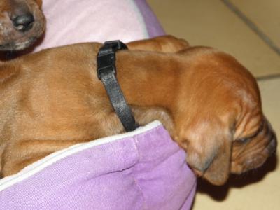 Rhodesian Ridgeback Welpen reinrassig