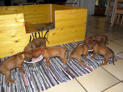 Rhodesian Ridgeback Welpen reinrassig