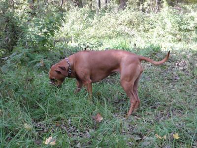 Rhodesian Ridgeback Welpen reinrassig