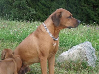 Rhodesian Ridgeback Welpen reinrassig