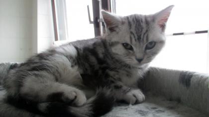 Britisch Kurzhaar Kätzchen in black silver tabby classic vom Züchter