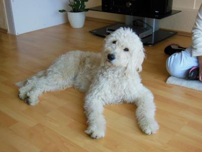 Süsse Goldendoodle Hündin  sucht dringend ein neues  zuhause