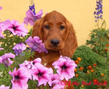 Wunderschöne Irish Setter Welpen aus Formzucht mit Papieren