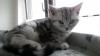 Britisch Kurzhaar Kätzchen in black silver tabby classic vom Züchter