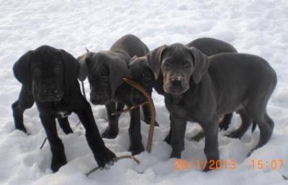 Deutsche Dogge-Welpe-Hündin-blau-VDH/DDC-Papiere