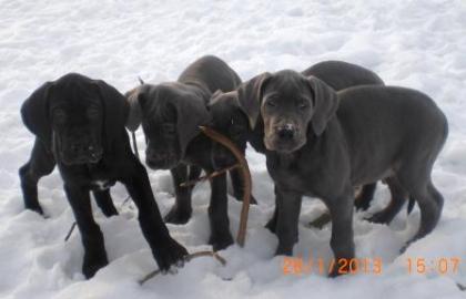 Deutsche Dogge-Welpe-Hündin-blau-VDH/DDC-Papiere