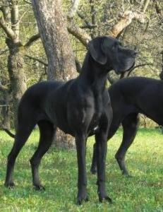 Deutsche Dogge-Welpe-Hündin-blau-VDH/DDC-Papiere