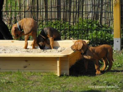 Rhodesian Ridgeback Welpen März 2013 im Kennel of Kajumba Shakarri