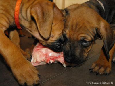 Rhodesian Ridgeback Welpen März 2013 im Kennel of Kajumba Shakarri