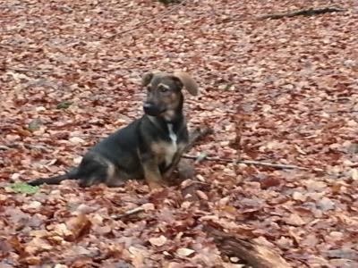 Rocky Sucht ein Zuhause !