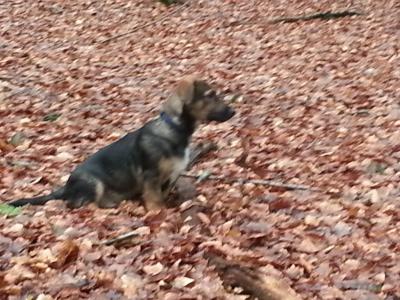 Rocky Sucht ein Zuhause !