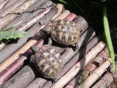 Griechische Landschildkröten Thb NZ 2019