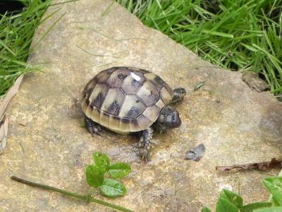 Griechische Landschildkröten Thb NZ 2019