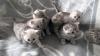 Reinrassige Britisch Kurzhaar Katzenbabys Babykatzen vom Züchter