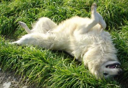 Asproulis - ein weißer Traum von Hund!