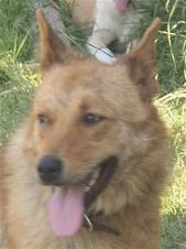 Dingo - trotz Handicap ist sie voller Lebensfreude!  :)