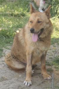 Dingo - trotz Handicap ist sie voller Lebensfreude!  :)