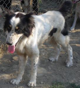 Fynn - Herdenschutzhund sucht erfahrene Familie