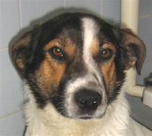 Luki - ein Jagdhund auf Dackelbeinen ;o)