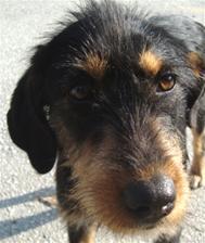 (Vorgemerkt!) Marita - ein toller Familienhund