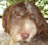 Vouki - hier sind Hundekenner gefragt! ;o)