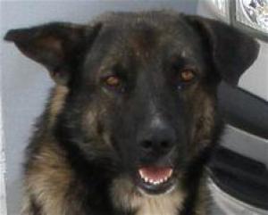 Bob - mit Handicap sucht ein neues, liebevolles Zuhause!