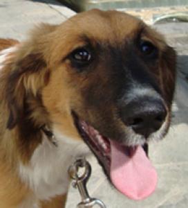 (Reserviert!) Elvis - unsicherer Junghund sucht hundeerfahrenes Zuhause!