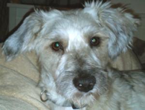 (Reserviert!) Yvo - ein Hund für alle Fälle, gern zum Zeithund!