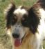 Fynn - Herdenschutzhund sucht erfahrene Familie