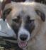 (vorgemerkt) Lee - Herdenschutzhund mit Handicap sucht hundeerfahrene Menschen!